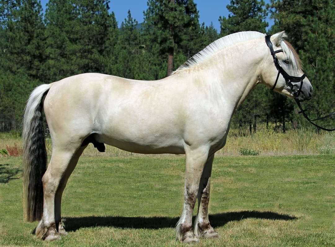 Beautiful Norwegian Fjord Stallion